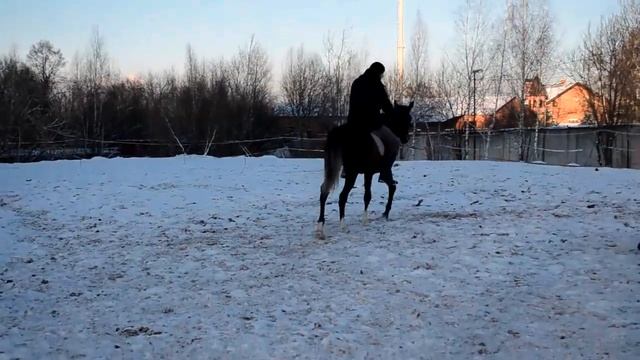 Заезжаем молодую арабскую кобылу смотреть онлайн