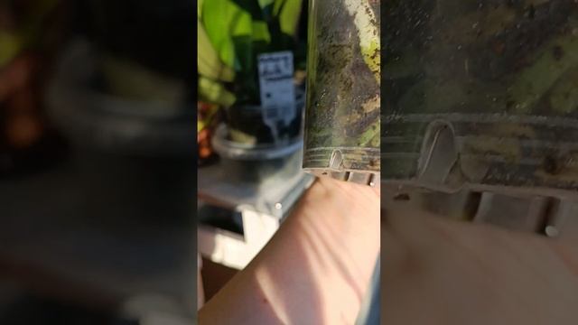 Когда Пересаживать новые Орхидеи❓❓❓❓ смотреть онлайн