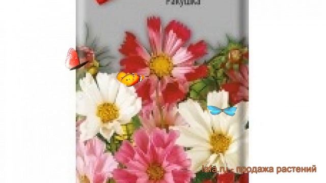 Космея обыкновенная Ракушка (rakushka) ? космея Ракушка обзор: как сажать семена космеи Ракушка смотреть онлайн