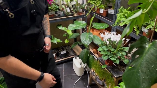 Комнатные растения в Казани Maxgreenhome 2024 смотреть онлайн