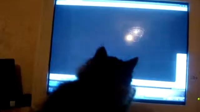 Кошка играет с мышкой на мониторе / Котенок ловит мышь на мониторе смотреть онлайн
