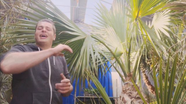 Uitleg video van de Sabal minor (winterharde waaierpalm) een winterharde palmboom! смотреть онлайн