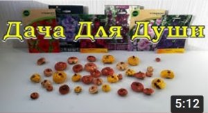 ТРИ ЭТАПА подготовки ГЛАДИОЛУСОВ к посадке???