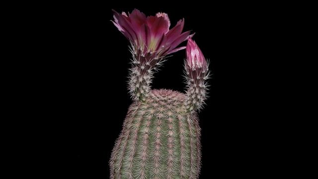 Echinocereus pectinatus, Mexico, Delante смотреть онлайн