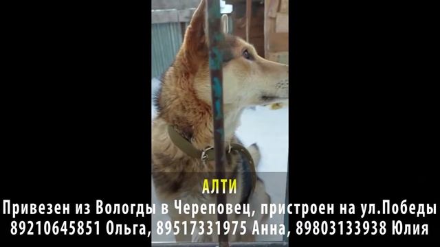 Пропала собака! АЛТИ. Привезен из Вологды, пристроен в г. Череповец на ул. Победы смотреть онлайн