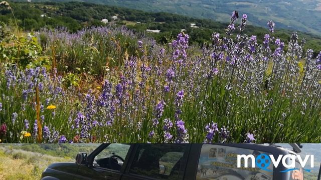 Экскурсии на Лавандовые поля в Алуште смотреть онлайн