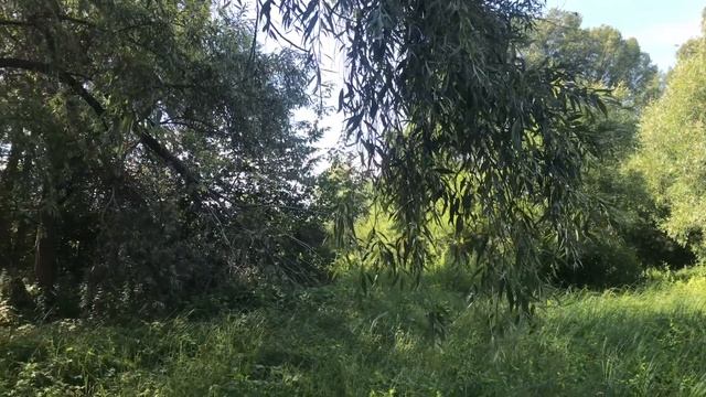 Природа. Лес.  Река Обь. Пение птиц, Красивая музыка.  Пригород Новосибирска. 4К видео.