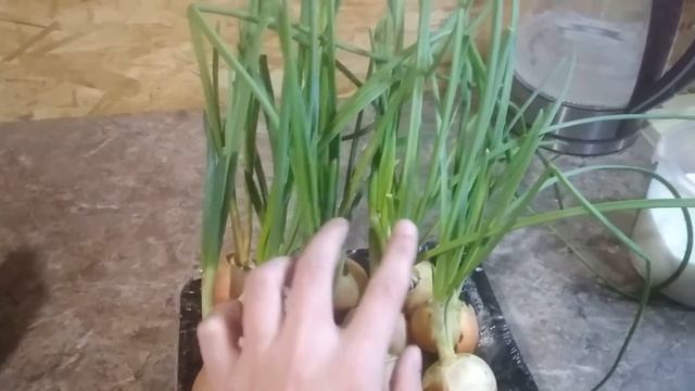 Готовим быстро и вкусно