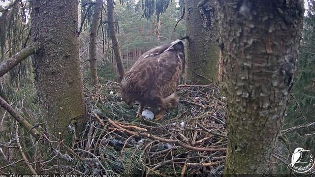 A rat for Anna's breakfast. Lesser Spotted Eagles. 08 May 2022 смотреть онлайн