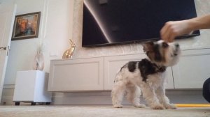 Дрессировка бивер-йоркширского терьера