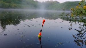 КРУПНЫЕ КАРАСИ В ПЕРЕСЫХАЮЩЕЙ ЛУЖЕ! Рыбалка на поплавок