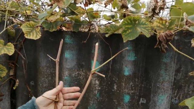Виноград размножение черенками. смотреть онлайн