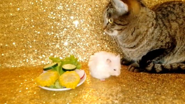 ХОМЯКИ РАЗБРЕЛИСЬ, ЕСТЬ ОТКАЗЫВАЮТСЯ....................... )))))))))))))) смотреть онлайн
