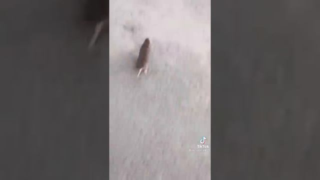 Рататуй как еду приготовить? смотреть онлайн