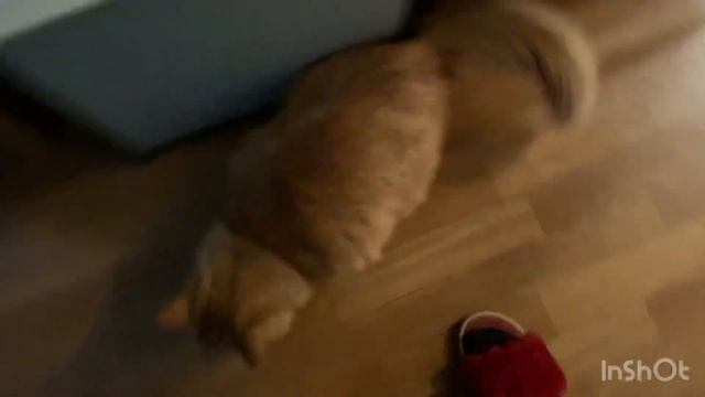 Рыжий кот встречает меня после путешествия! Разлюбил. смотреть онлайн