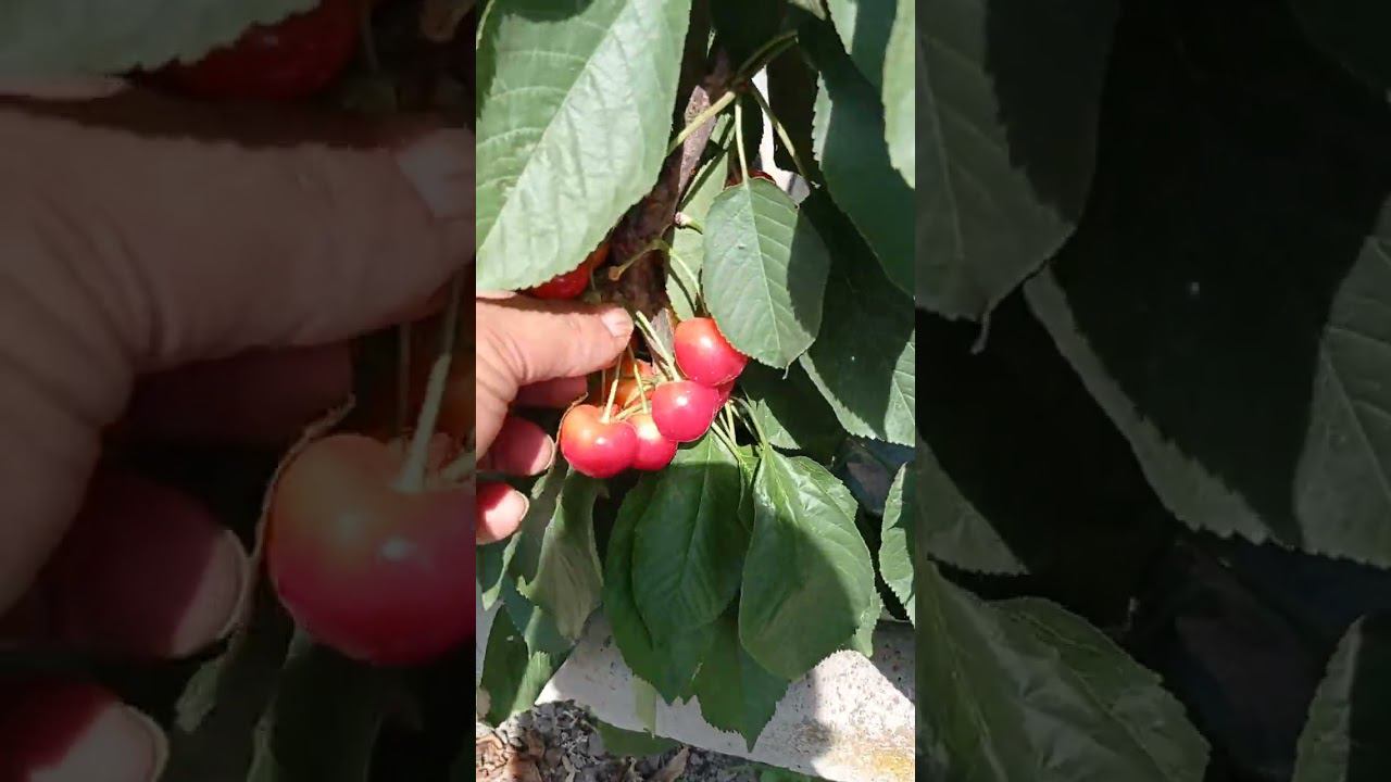 черешня сорта Райнер  (Rainier) смотреть онлайн