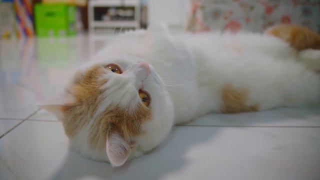 Some cute moments at night | Munchkin Cat смотреть онлайн