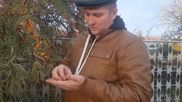 Заготавливаем облепиху 22.10.2017 смотреть онлайн