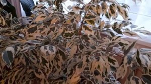 #фикус #СтарЛайт #StarLight / Фикус Бенджамина вариегатный Стар Лайт(лат.ficus Star Light). Уход