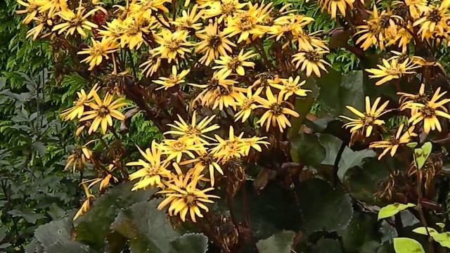 Ligularia dentata Britt Marie Crawford смотреть онлайн