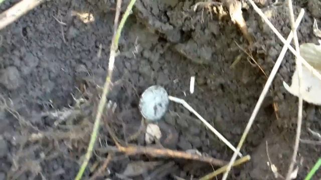 Metal Detecting with Minelab E-TRAC #1 Silver finds from the woods смотреть онлайн