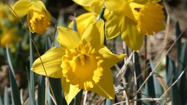 Narzissen Blüte (Narcissus) im März Natur im Frühling Sonne tanken im Garten Panasonic Lumix dc-fz8 смотреть онлайн