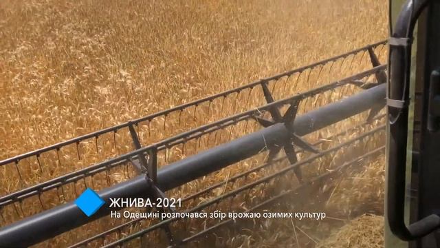 В Одесской области начался сбор урожая озимых культур