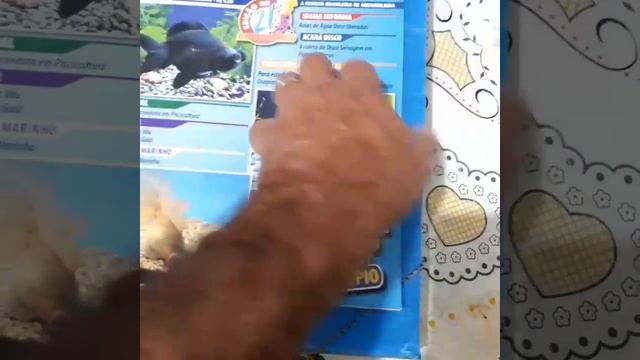 Kinguio telescópio no aquário смотреть онлайн