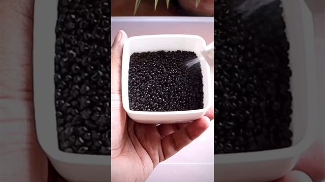 Propagating Selaginella Uncinata Cuttings In Aquasoil