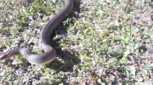 Агресивный желтобрюх!!