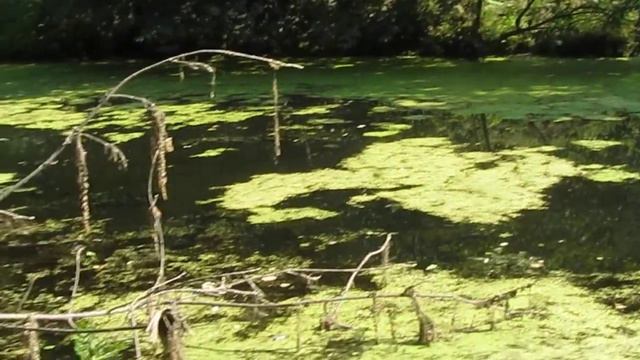 Four-spotted chaser | Стрекоза четырёхточечная (Libellula quadrimaculata) смотреть онлайн
