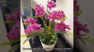 Фрезия: посадка и уход в открытом грунте