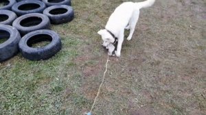 БШО препятствия с покрышками...