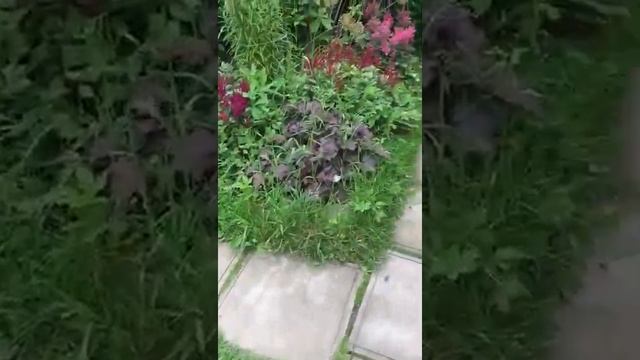 Астильба. Лето 2019. смотреть онлайн