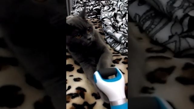 Кошка делает маникюр смотреть онлайн