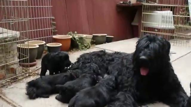 black russian terrier litter playing outside with mother (mischa) on 8-19-07 3.5 weeks смотреть онлайн
