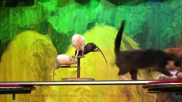 Страна чудес дедушки Дурова смотреть онлайн