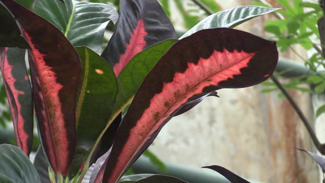 Синьоры-помидоры