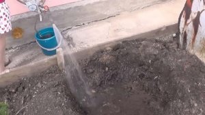 Посадка красной смородины