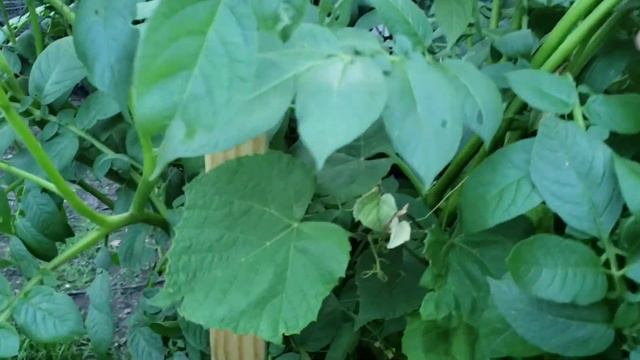 Garden Tour - June 2019 смотреть онлайн