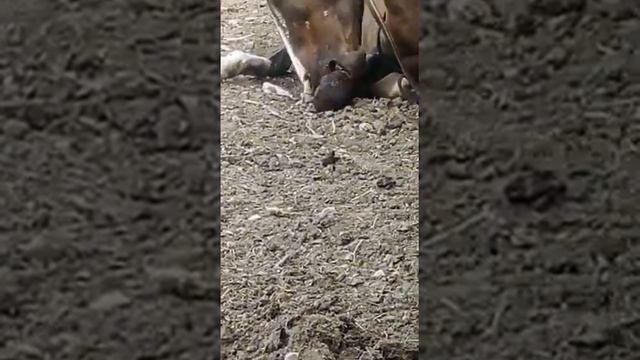 лошадь грызет свою ногу это ужасно смотреть онлайн