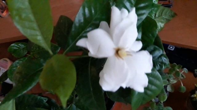 Всем любителям комнатных растений/цветов смотреть онлайн