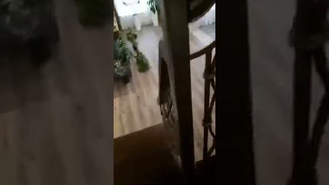 Лестница из тонированного дуба с кованным ограждением смотреть онлайн