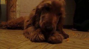 English cocker spaniel is eating carrot (Английский кокер-спаниель ест морковку)