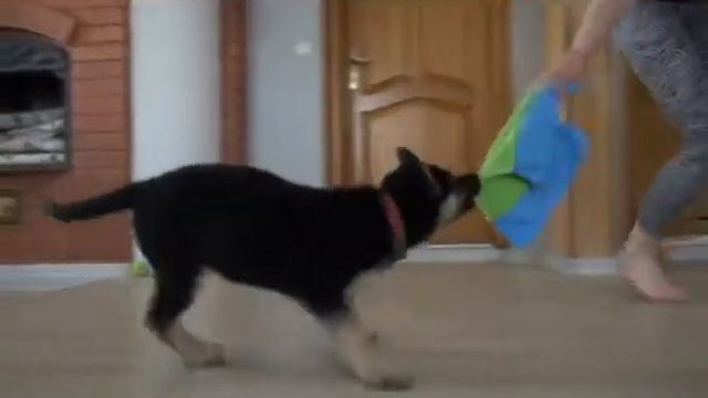 Щенок ВЕО ЖАР ДИН БРИТНИ смотреть онлайн