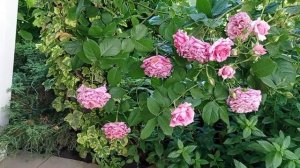 Роза БЬЕНВЕНЮ / Bienvenue rose