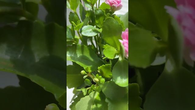Каким красивым стало каланхоэ после обрезки!😍 #растения #plants #цветы смотреть онлайн