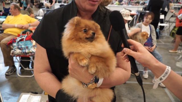 Немецкий карликовый (померанский) шпиц на World Dog Show 2016 в Москве смотреть онлайн