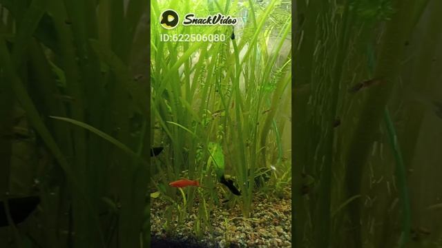 аквариум 2 смотреть онлайн