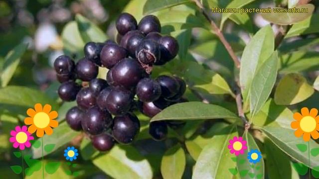 Бирючина обыкновенная Атровиренс. Краткий обзор, описание характеристик ligustrum vulgare Atroviren смотреть онлайн